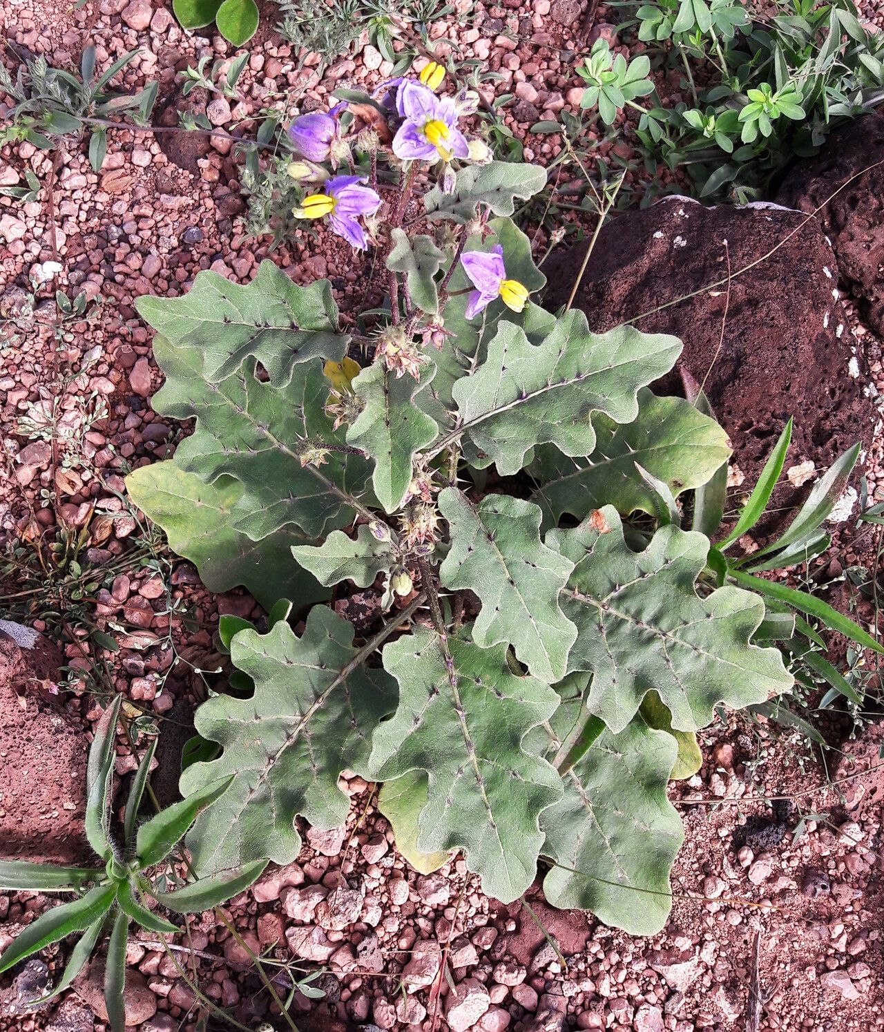 Solanum adoense — houseplant care guide