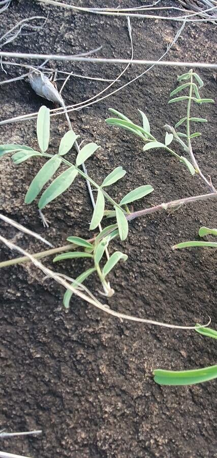 Tephrosia villosa leaf