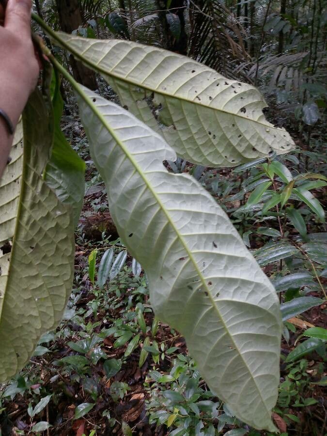 Tocoyena longiflora — houseplant care guide