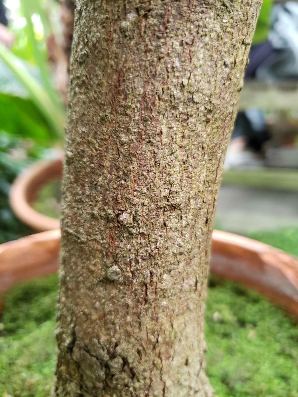 Cinnamomum aromaticum bark