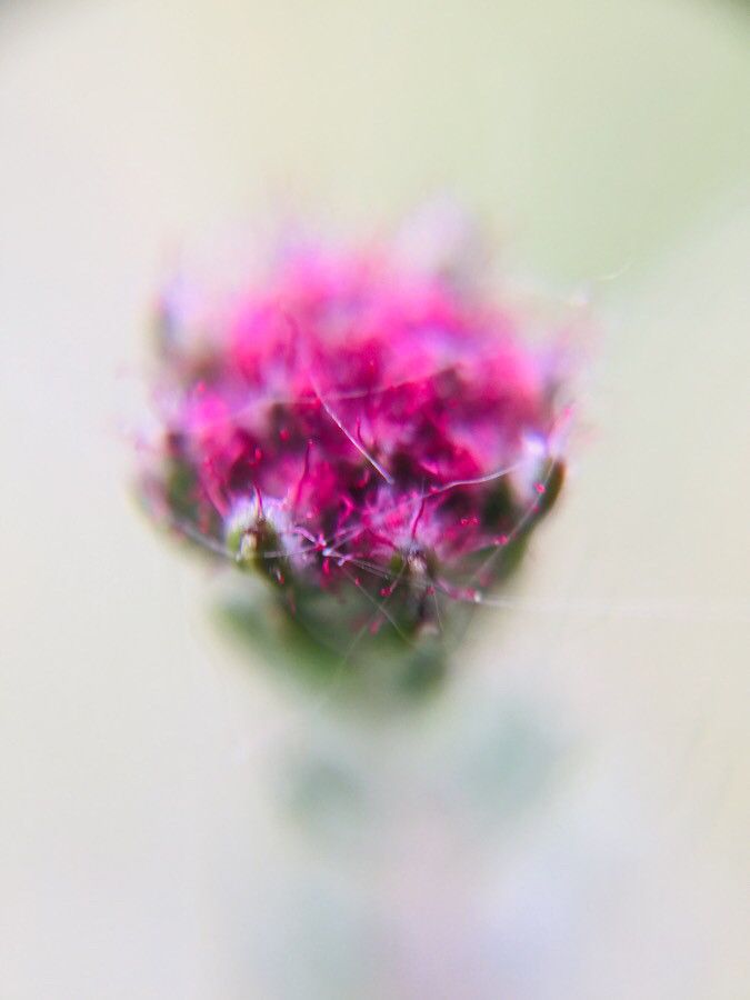 Sanicula bipinnatifida flower