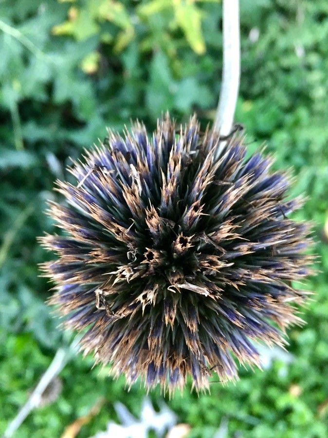 Echinops sphaerocephalus fruit
