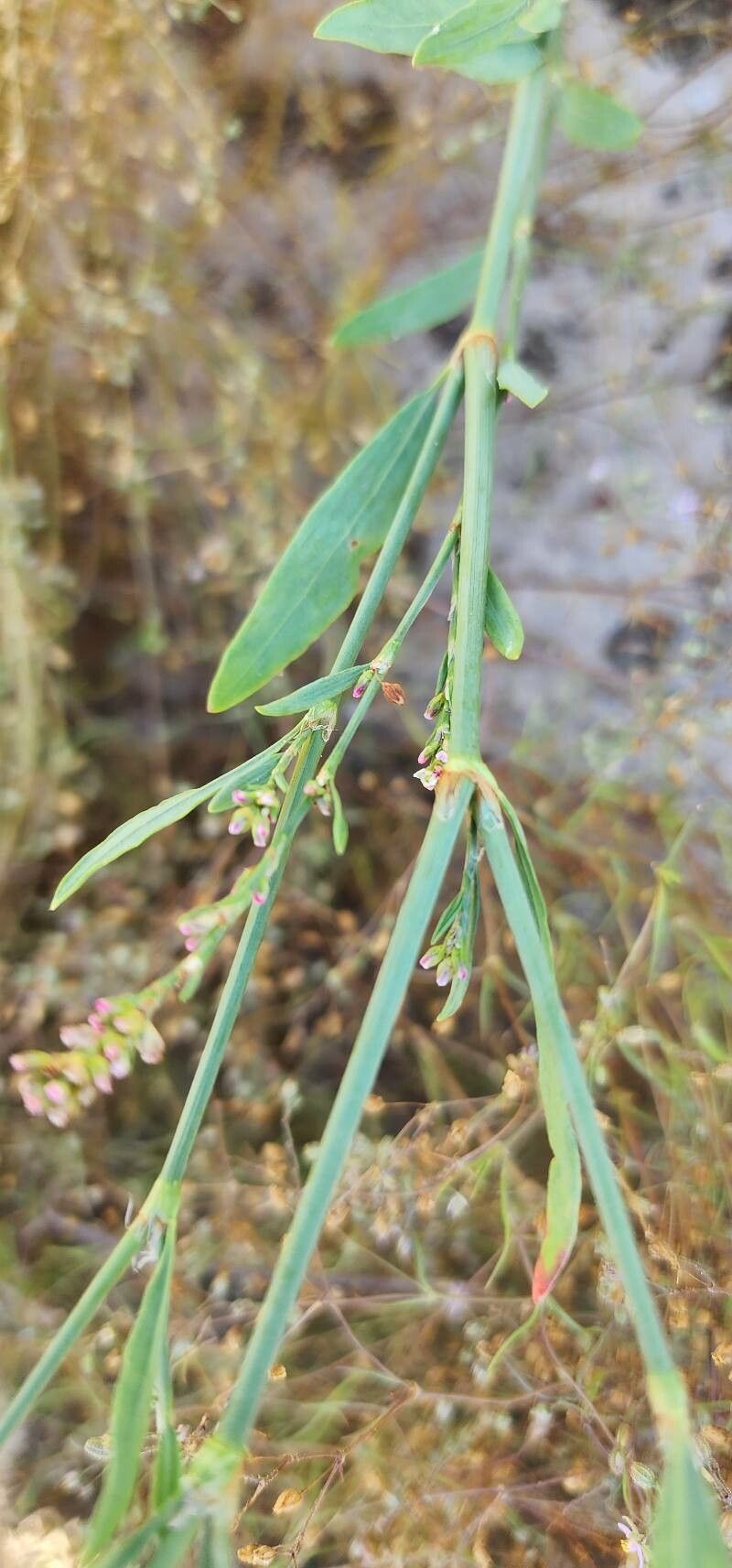 Polygonum bellardii bark