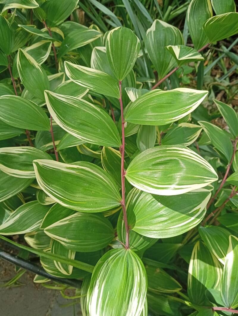 Polygonatum falcatum leaf