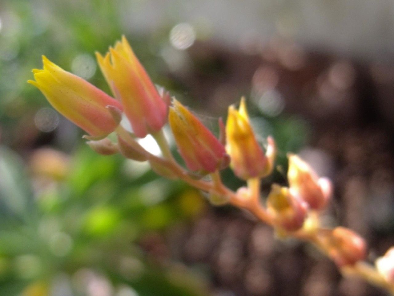 Echeveria derenbergii fruit