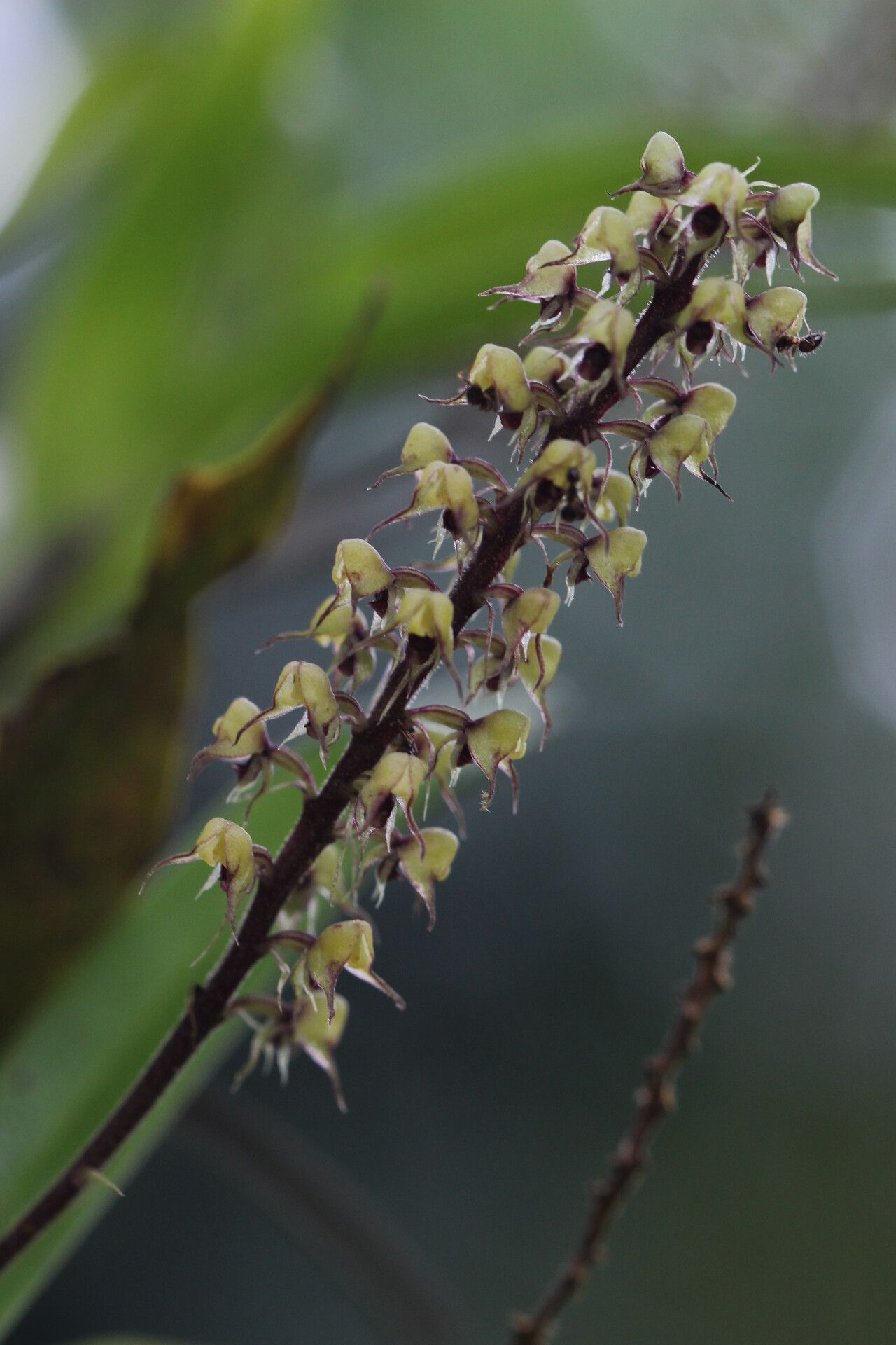 Polystachya ridleyi — houseplant care guide