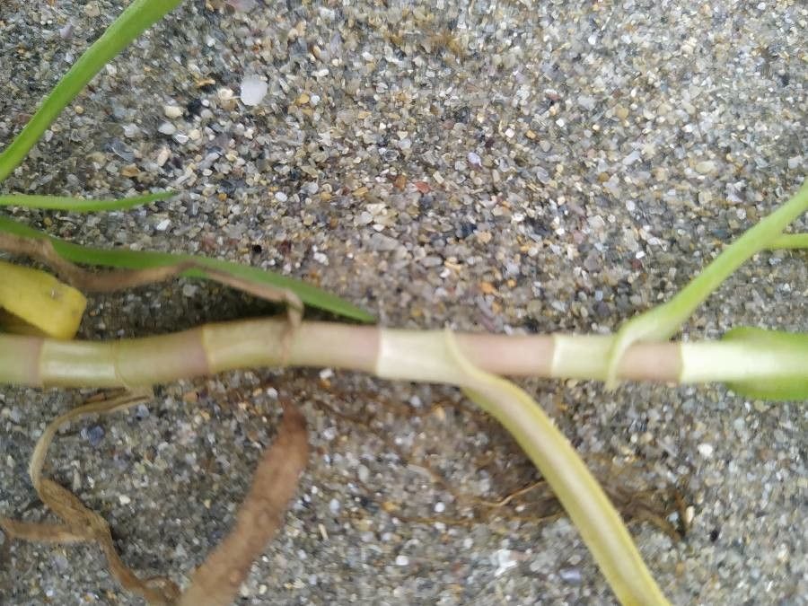 Cotula coronopifolia bark