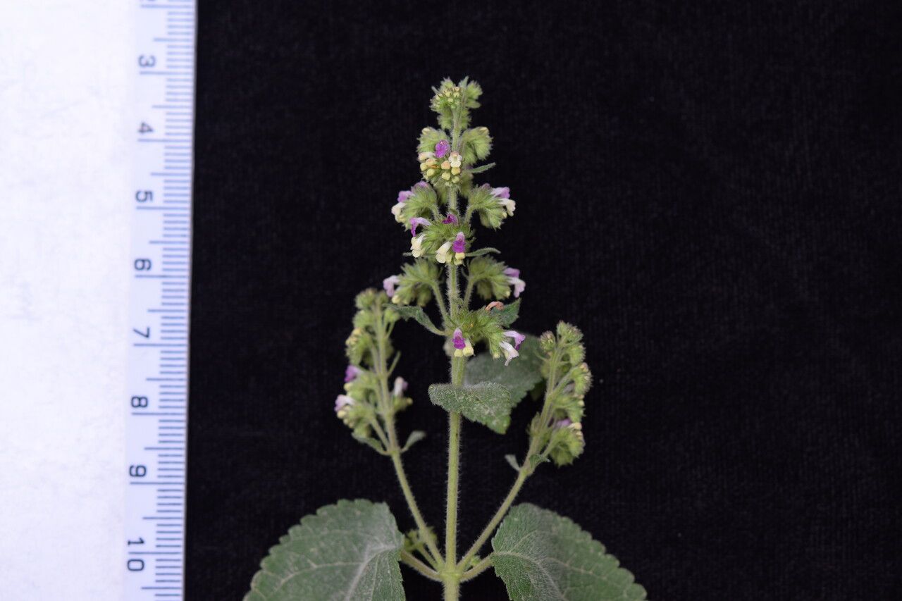 Craniotome furcata other