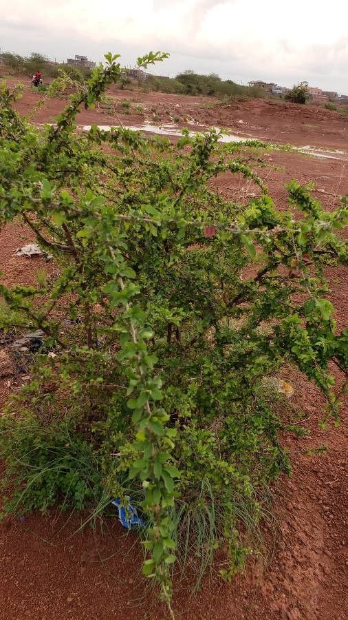 Combretum aculeatum leaf