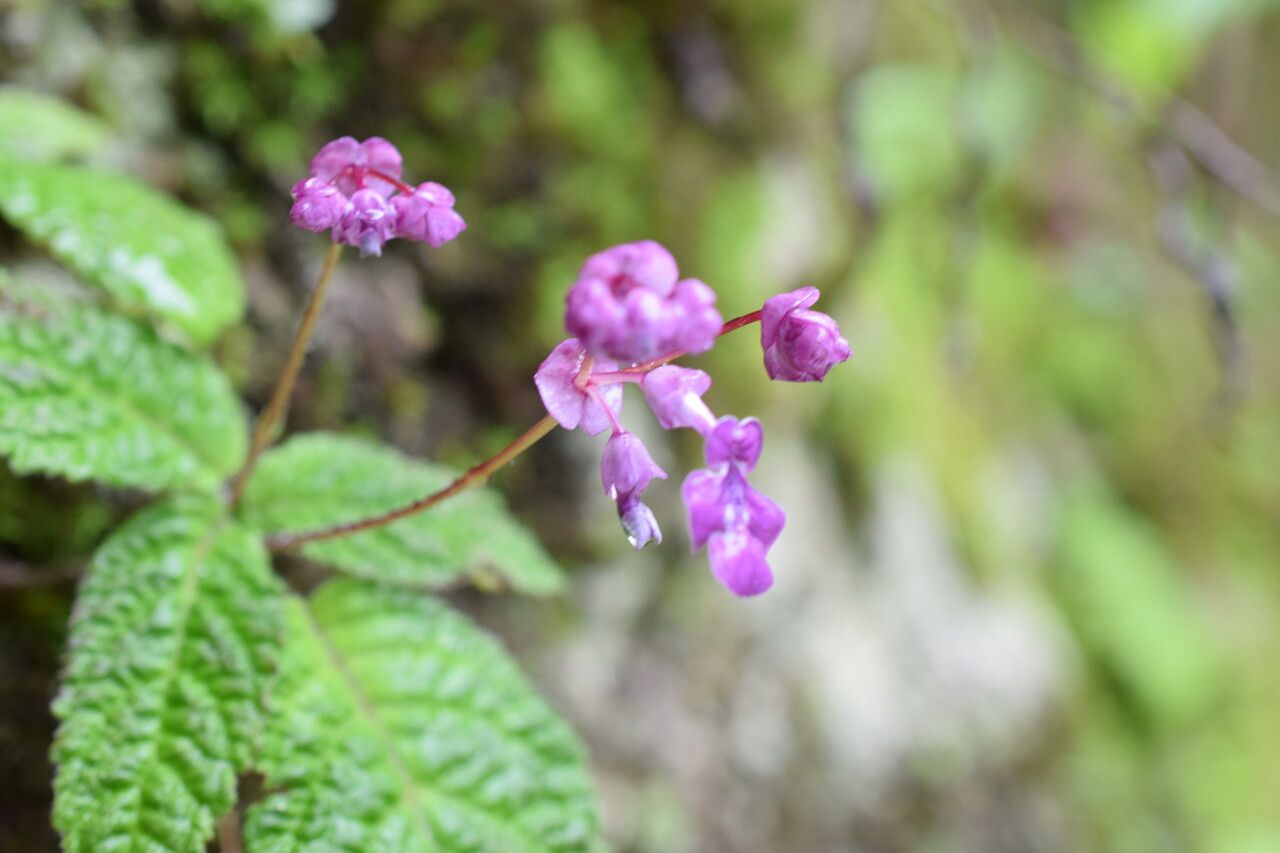 Didymocarpus oblongus — houseplant care guide