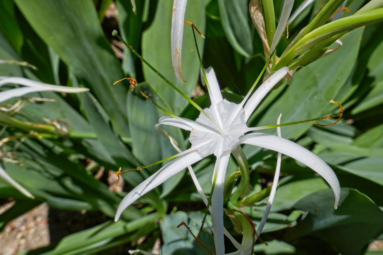 Hymenocallis harrisiana — related species from the same genus