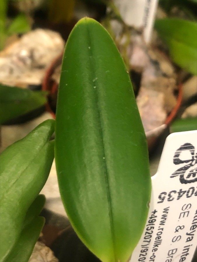 Cattleya intermedia — search result for 'Cattleya'