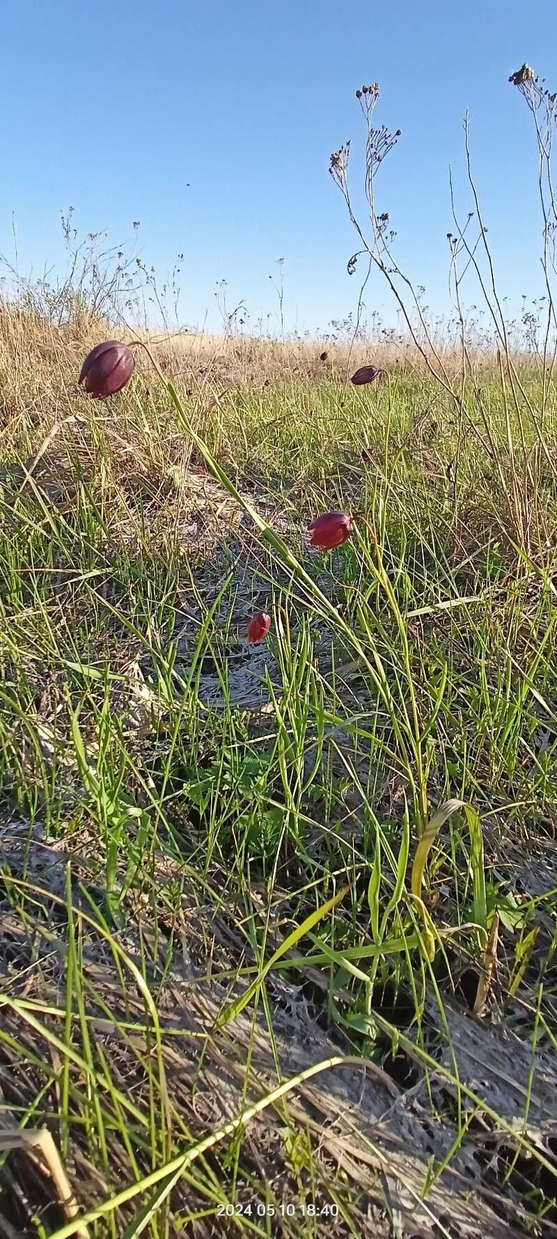Fritillaria meleagroides — search result for 'Fritillaria'