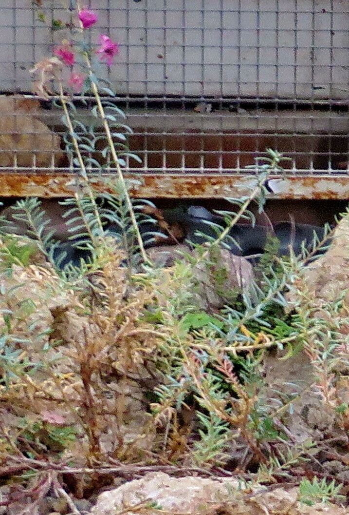 Reaumuria alternifolia habit