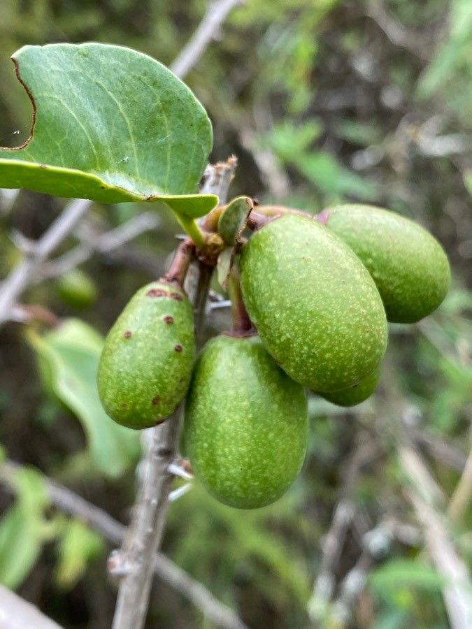 Ximenia americana fruit