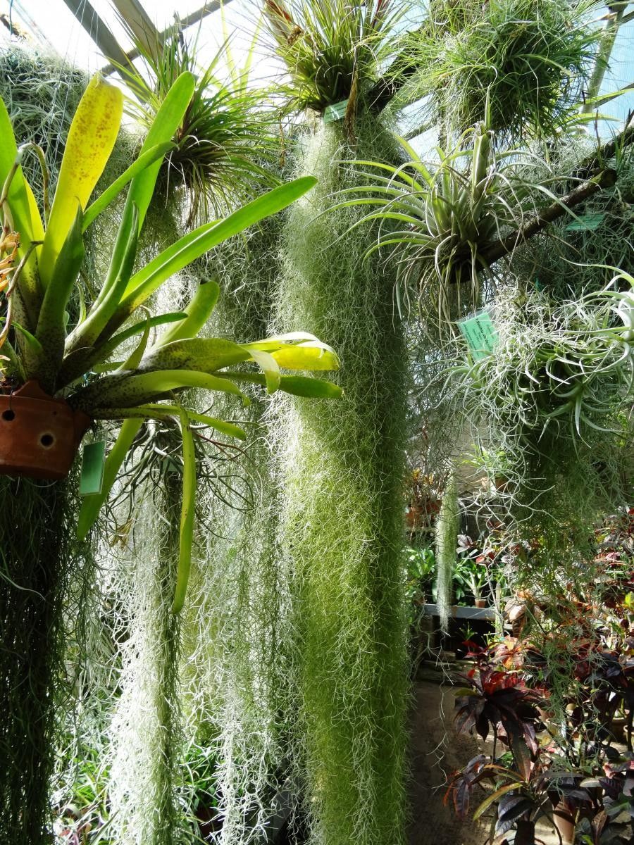 Tillandsia flabellata habit