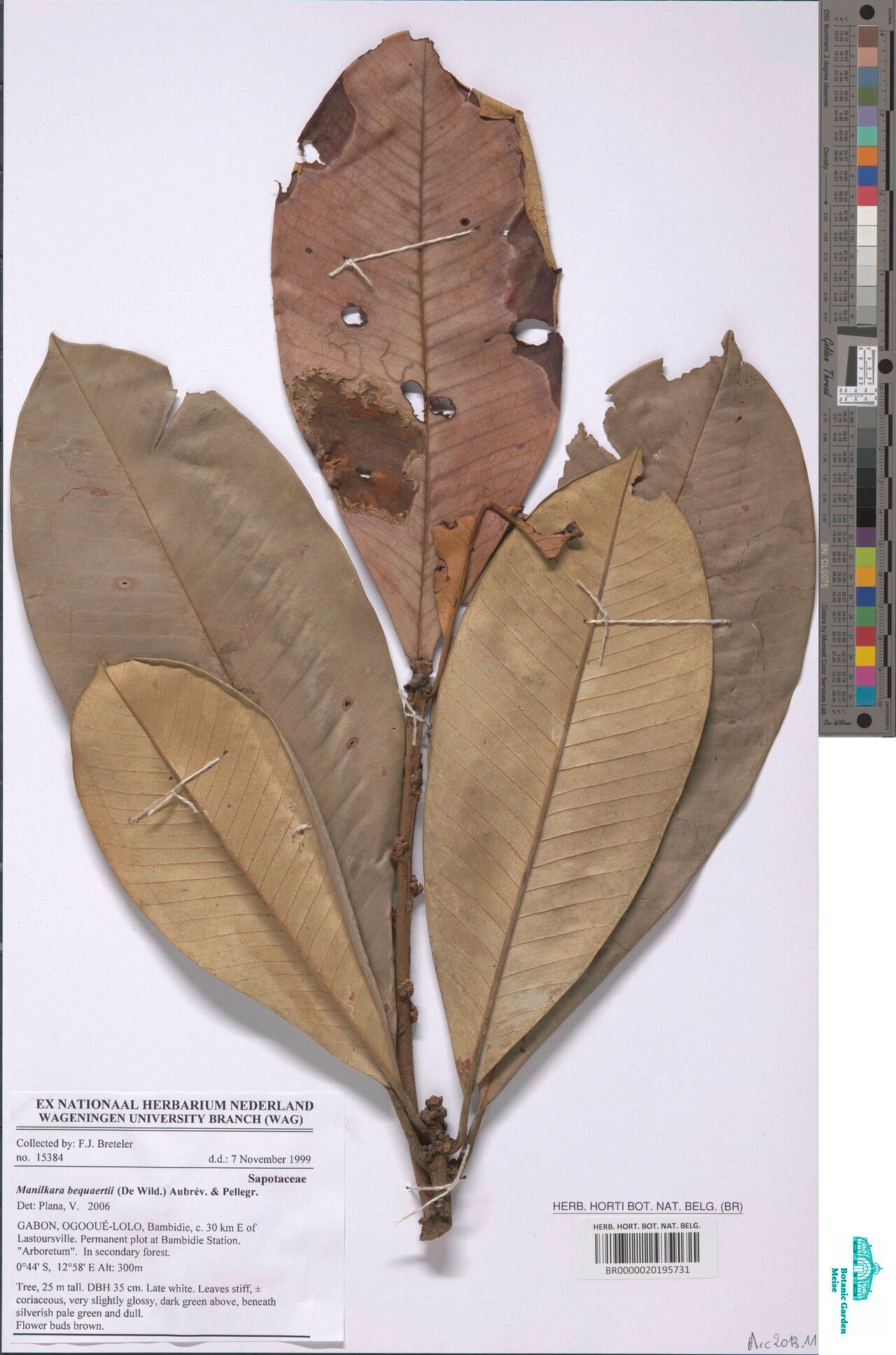 Manilkara bequaertii — related species from the same genus