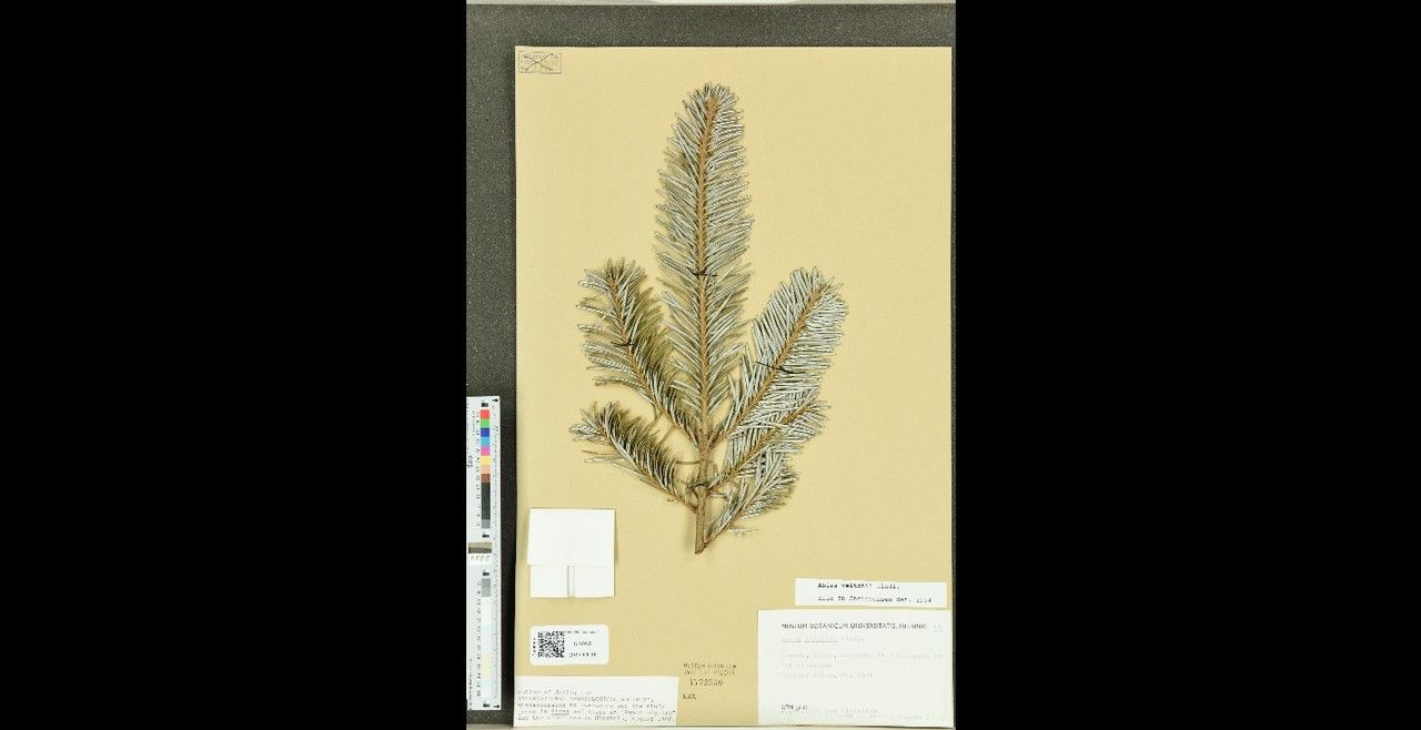 Abies veitchii other