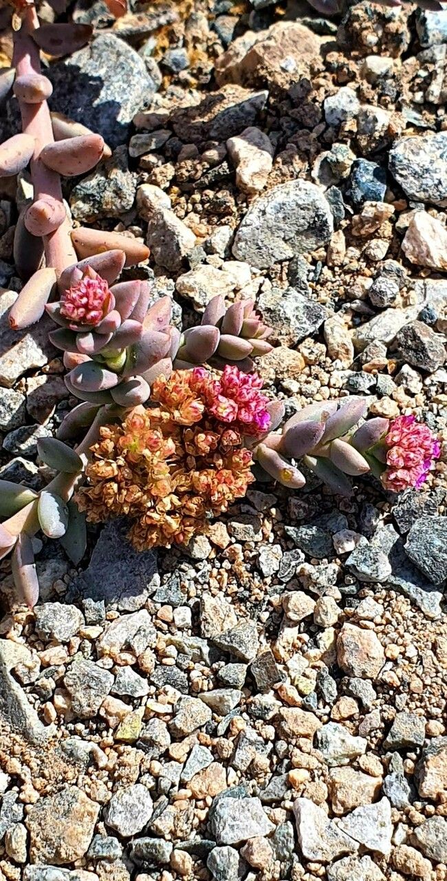 Sinocrassula indica flower