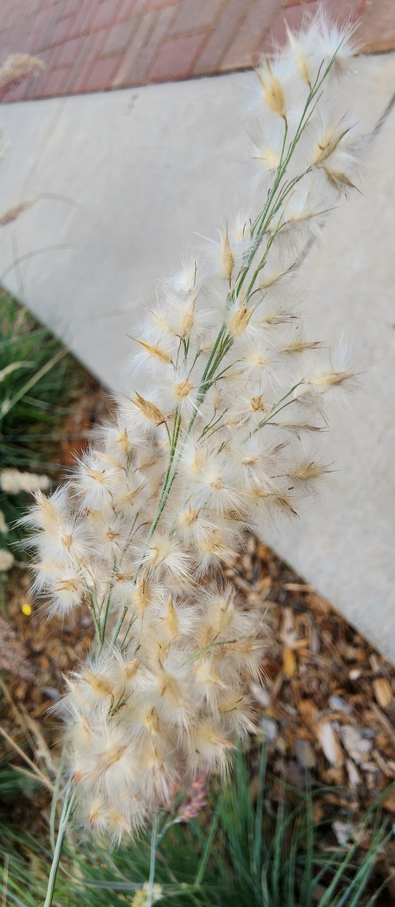 Melinis nerviglumis fruit
