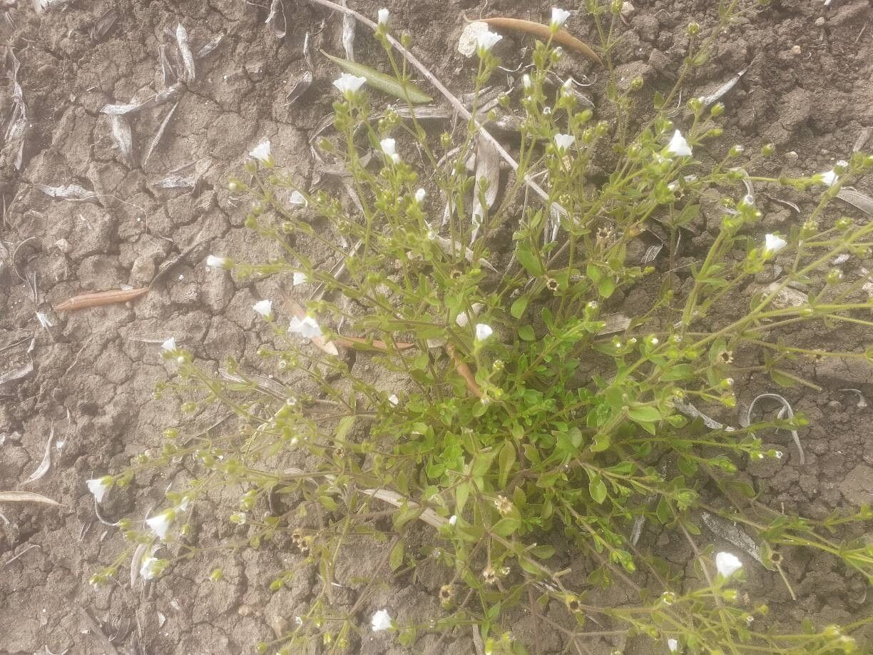Arenaria hispanica flower