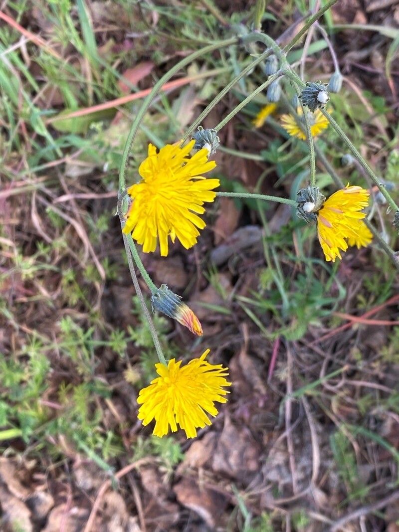 Picris rhagadioloides flower