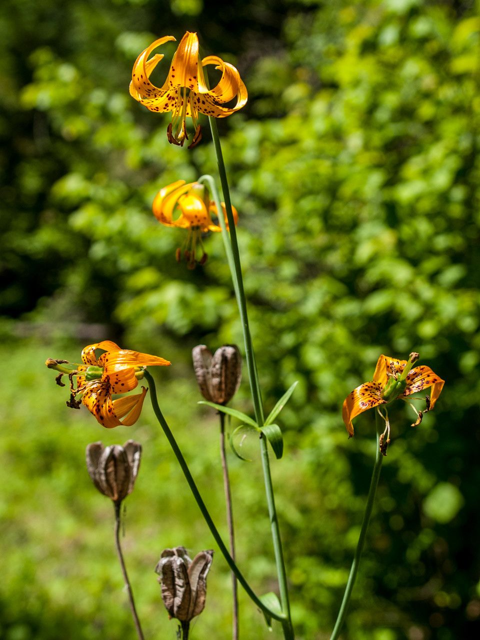 Lilium columbianum fruit
