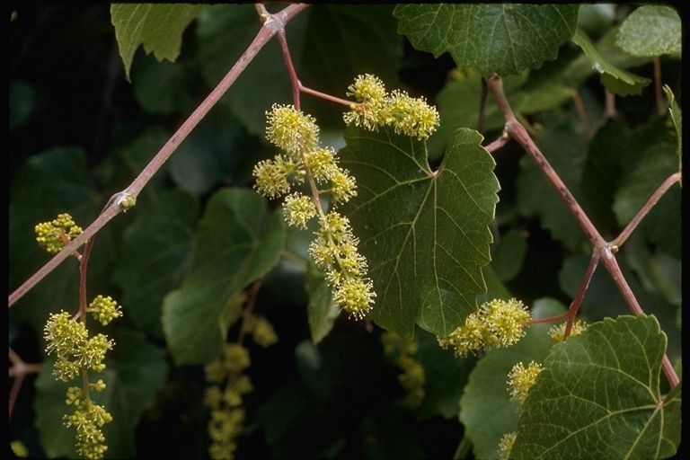 Vitis californica flower