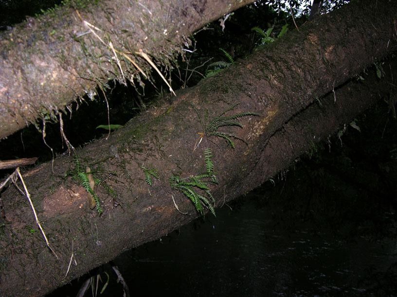 Asplenium formosum bark