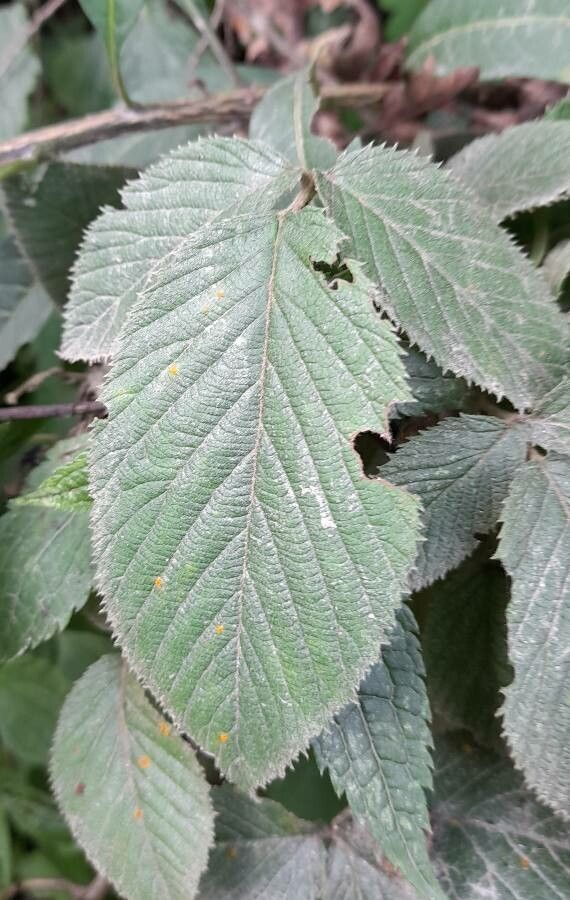 Rubus imperialis — houseplant care guide