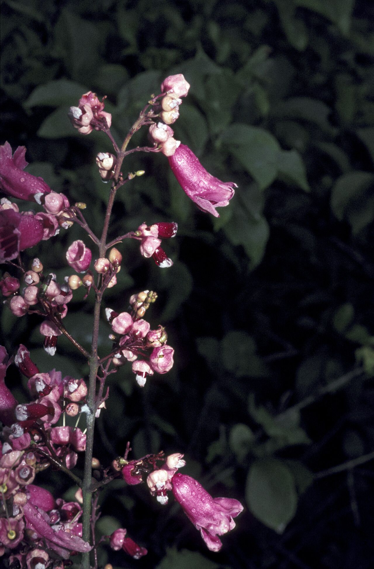 Fridericia patellifera flower
