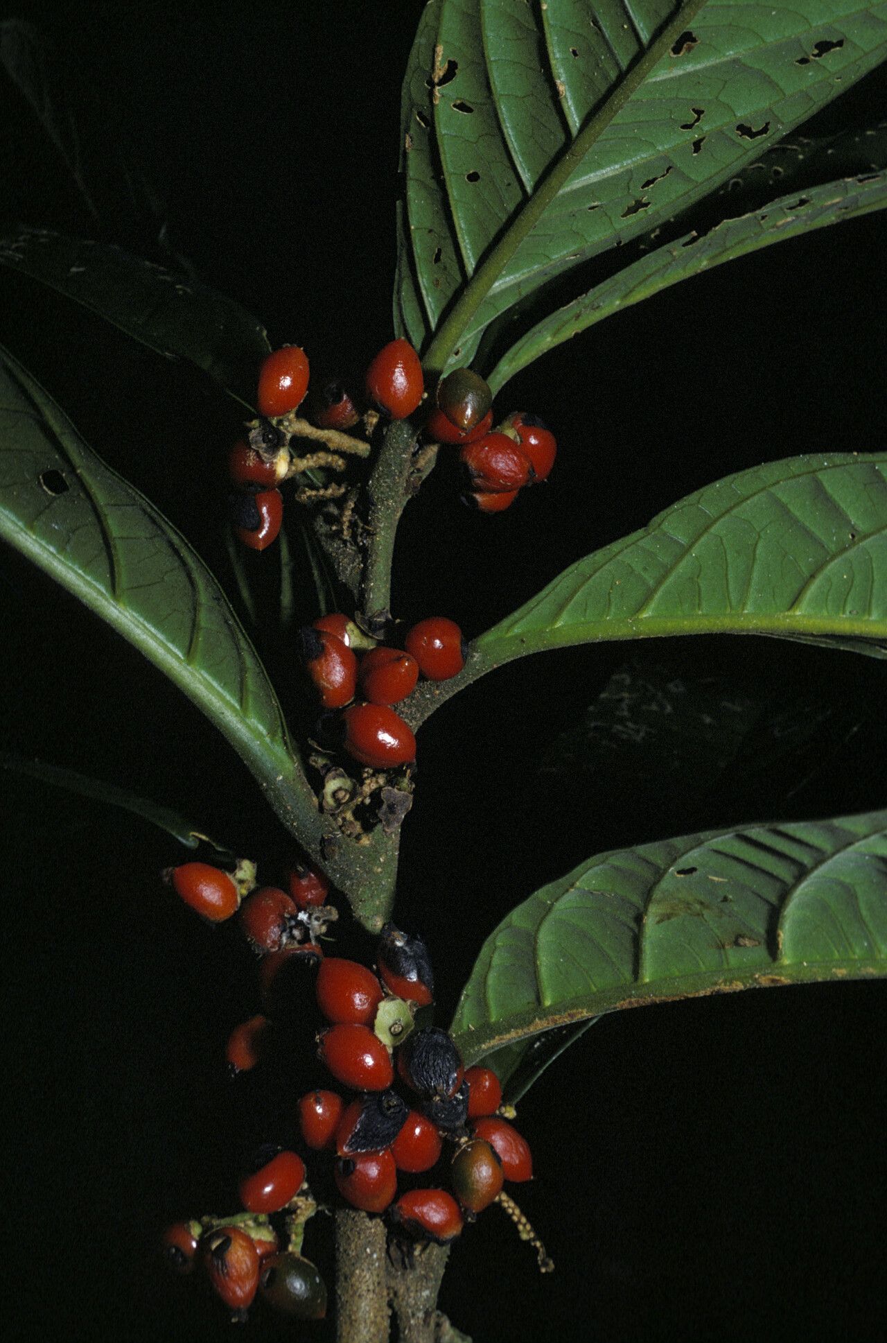 Cordia fanchoniae fruit