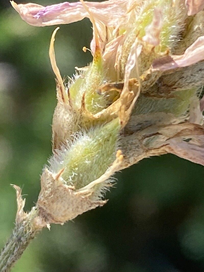 Astragalus onobrychis fruit