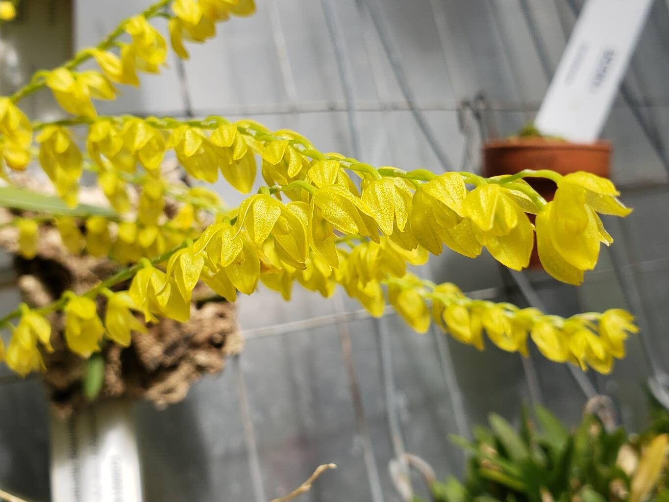 Pleurothallis quadrifida flower