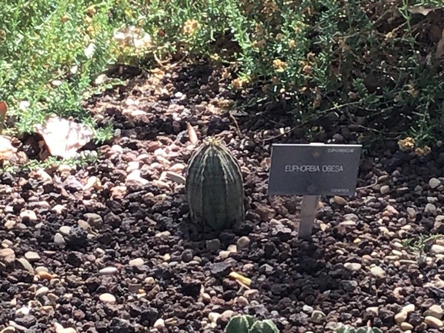 Euphorbia obesa leaf
