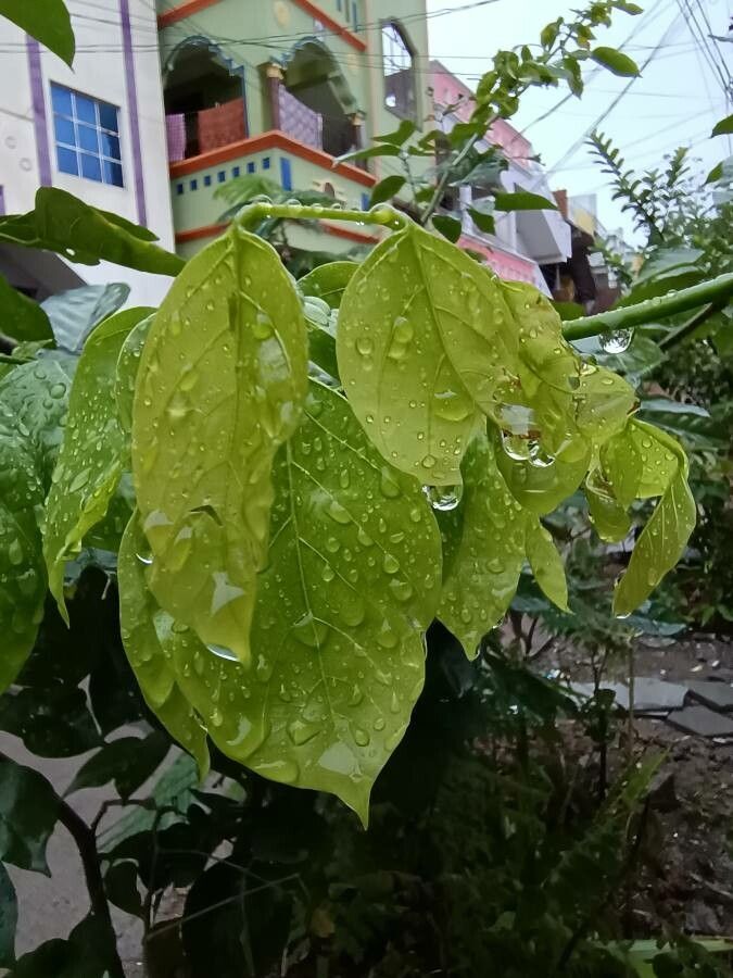 Derris indica — related species from the same genus