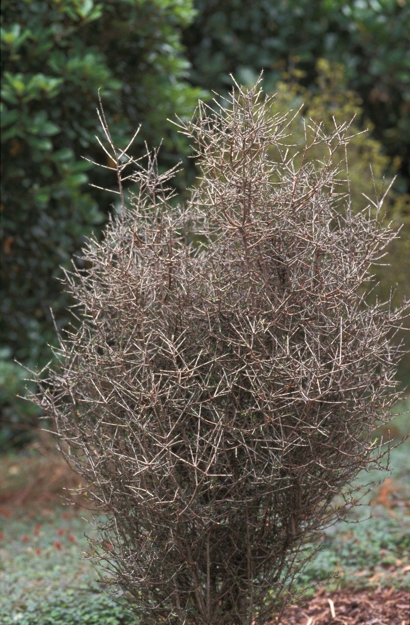 Pittosporum anomalum