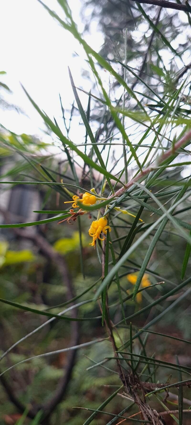 Persoonia linearis flower