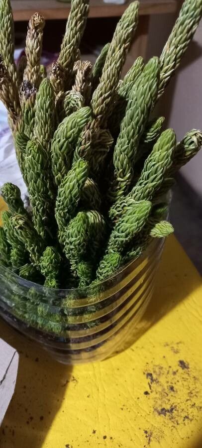 Phlegmariurus saururus — search result for 'Phlegmariurus'