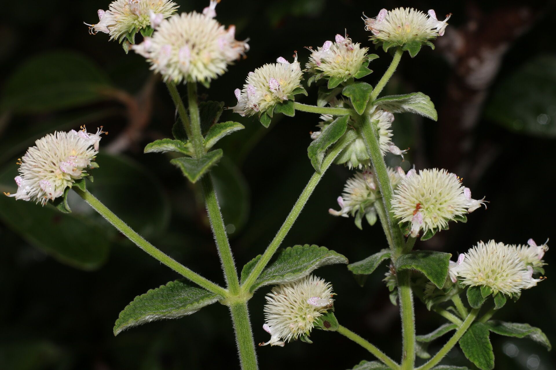 Hyptis lantanifolia habit