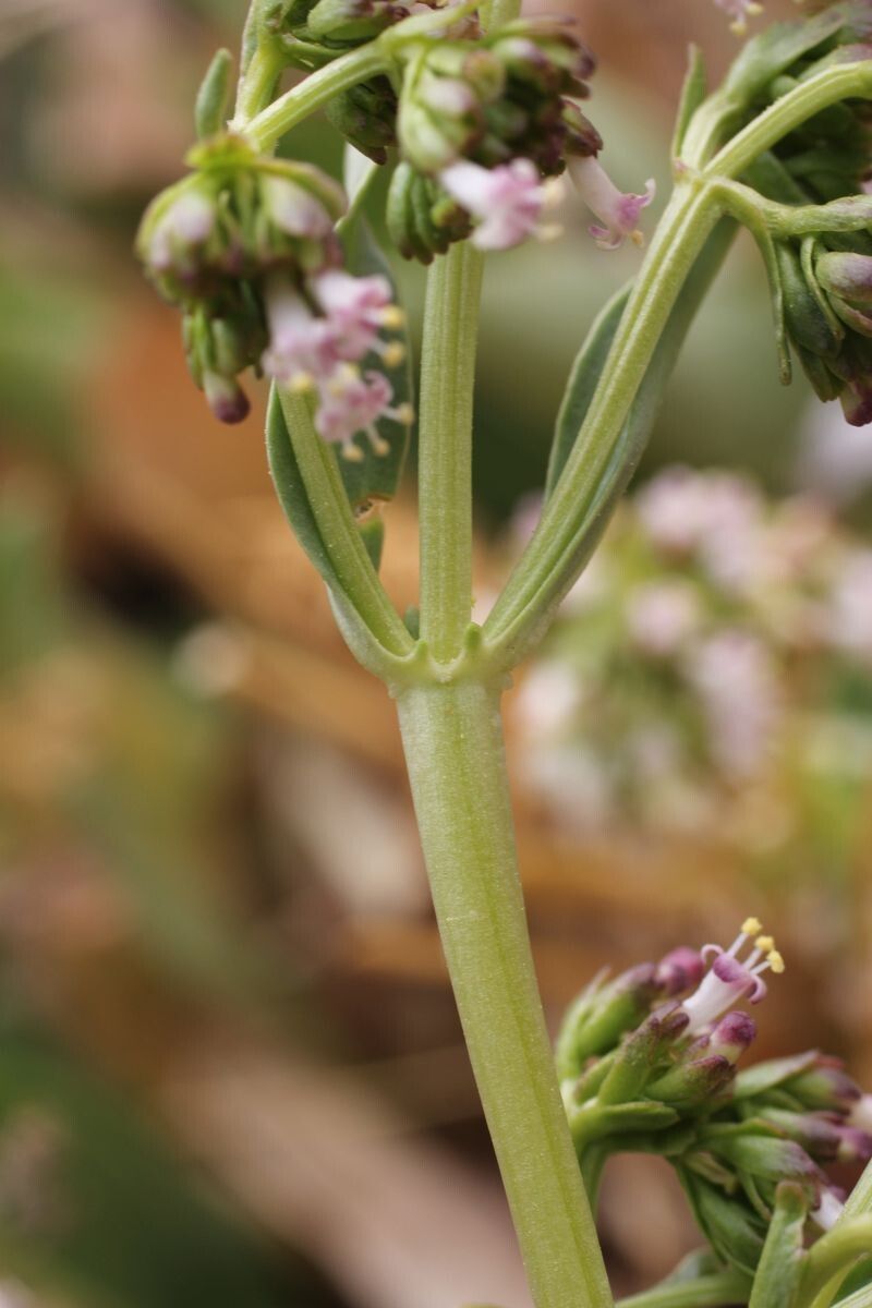 Valeriana urbanii bark