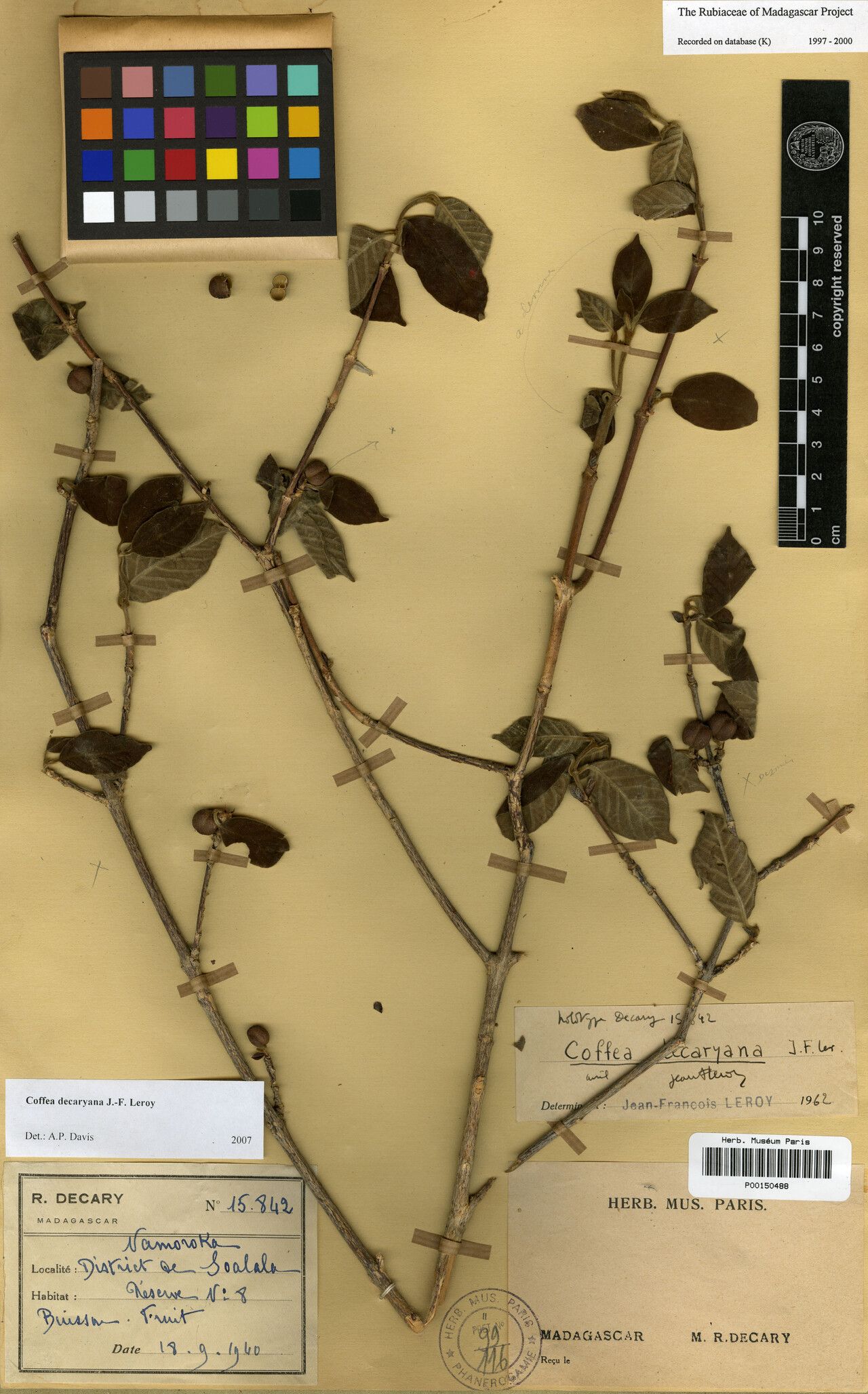 Coffea decaryana — houseplant care guide