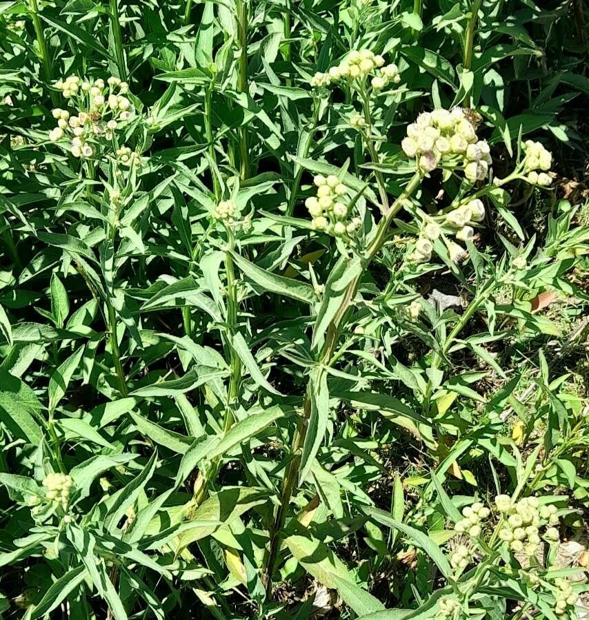 Pluchea sagittalis habit