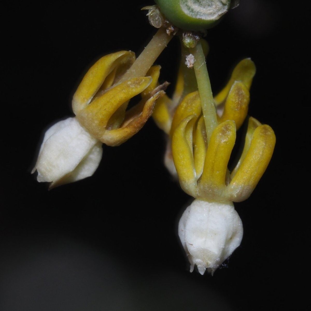 Cynanchum toliari — houseplant care guide