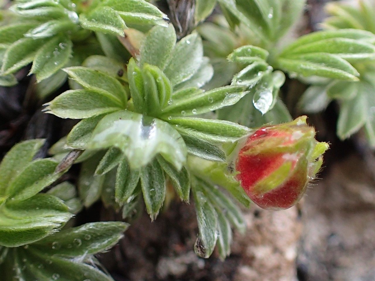 Potentilla nitida fruit