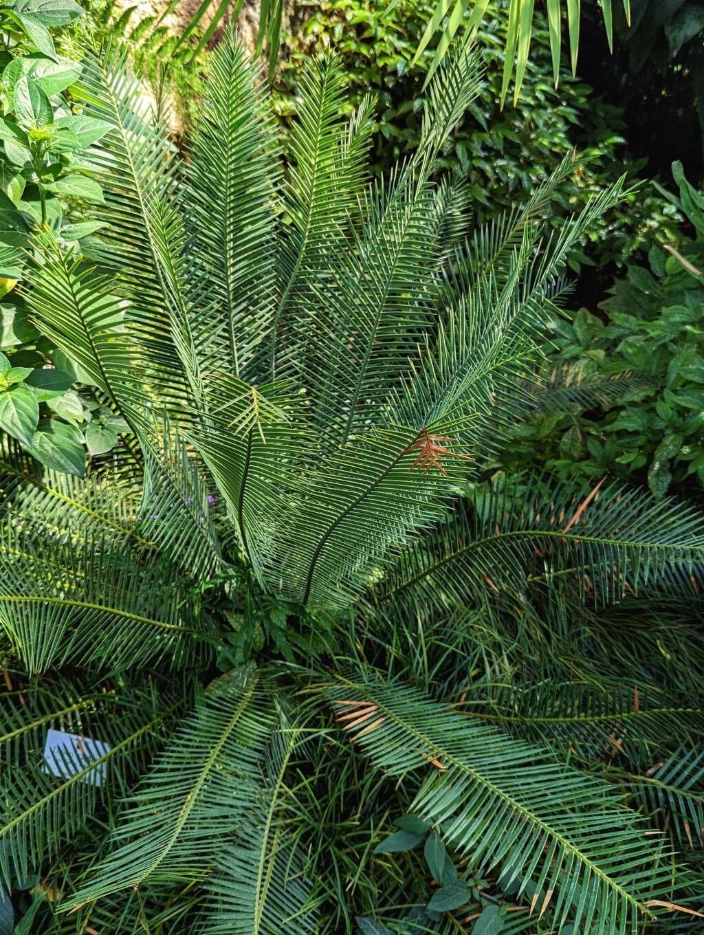 Dioon caputoi habit