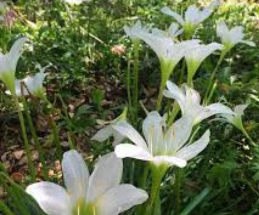 Zephyranthes atamasco flower