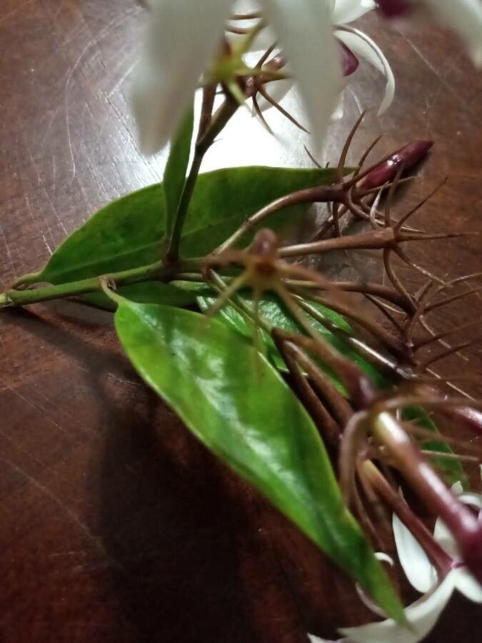 Jasminum laurifolium leaf