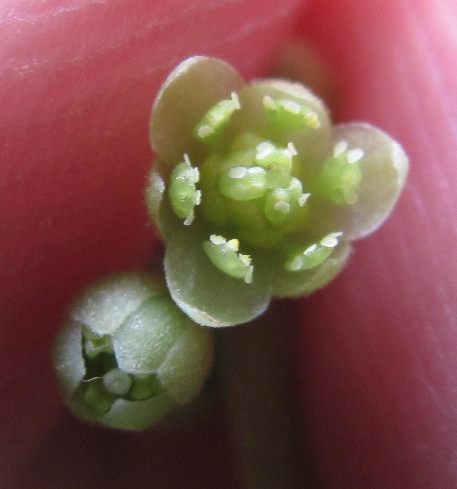 Cinnamomum tonduzii flower