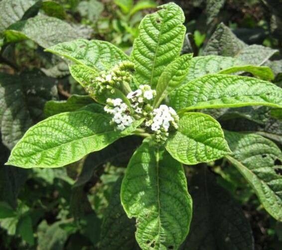 Tournefortia pubescens — search result for 'Tournefortia'